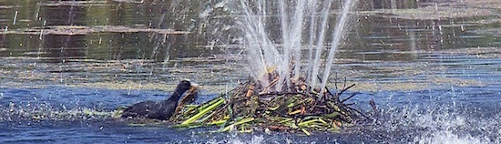 meerkoet